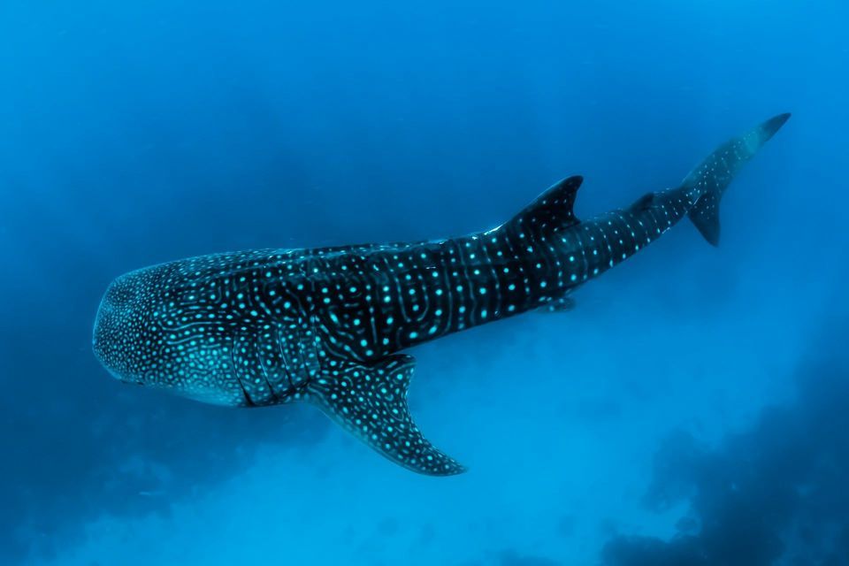 Uno squalo balena grande con un motivo di macchie bianche nuota attraverso le profonde acque blu dell'oceano.