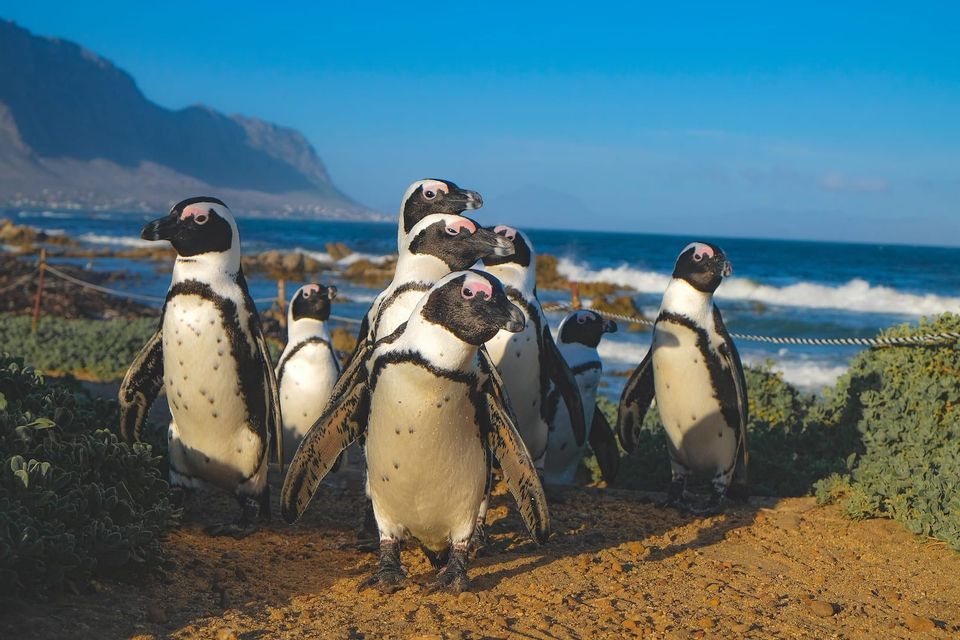 Eine Gruppe Pinguine steht auf einem sandigen Weg neben dem Ozean, mit grünen Büschen und Bergen im Hintergrund unter einem klaren blauen Himmel.