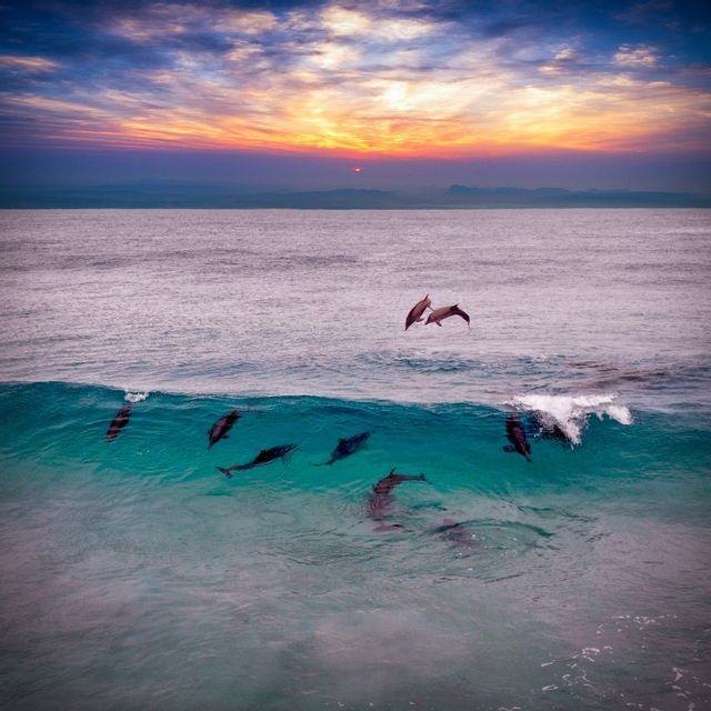Un gruppo di delfini nuota in acque turchesi, con due che saltano fuori dall'acqua contro un cielo colorato al tramonto.