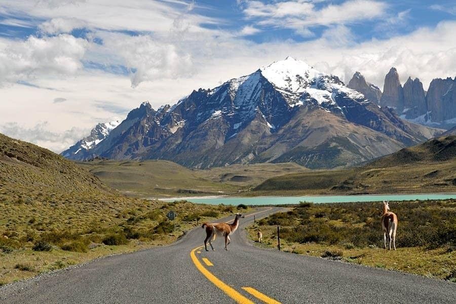 Due guanachi si ergono su una strada tortuosa con vista su montagne innevate e un lago turchese sotto un cielo nuvoloso.