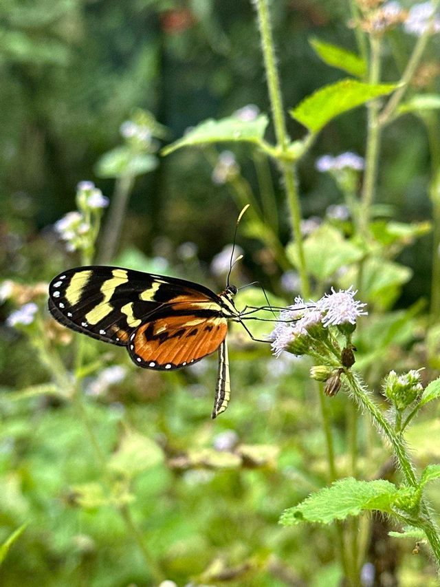 Primer plano de una mariposa con alas negras, amarillas y naranjas alimentándose de una pequeña flor blanca.
