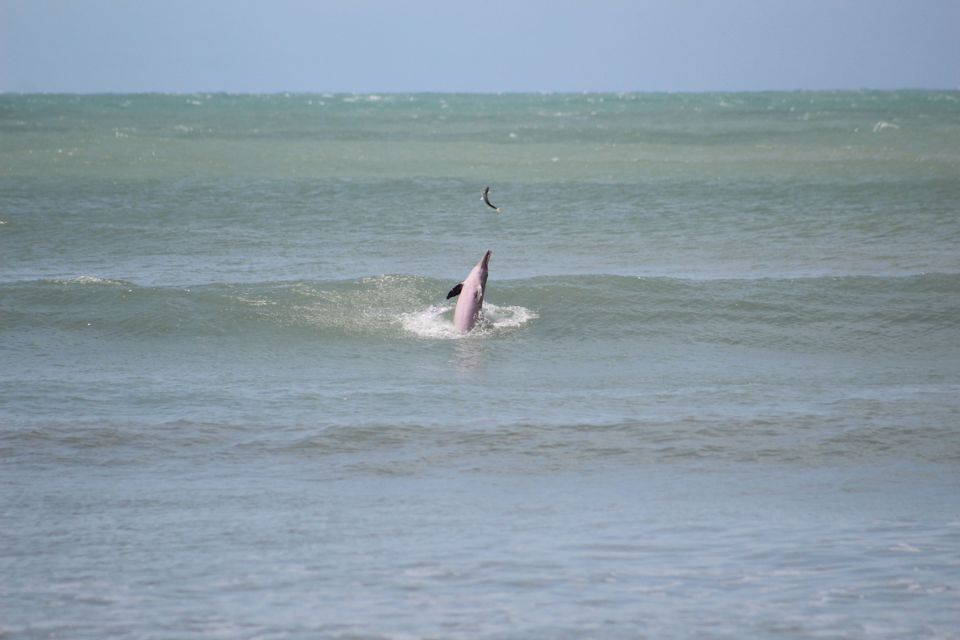 Un delfino salta fuori dall'oceano, lanciando un piccolo pesce in aria con le onde sullo sfondo.