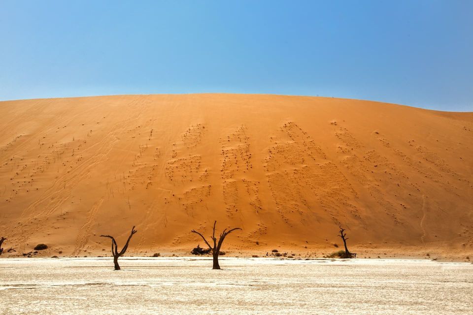 Skeletal trees stand on a cracked salt pan before a large orange sand dune under a clear blue sky.