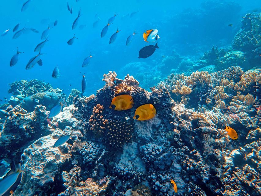 Vista subacquea di una barriera corallina con banchi di pesci colorati, tra cui pesci farfalla gialli, che nuotano in acque limpide e azzurre.