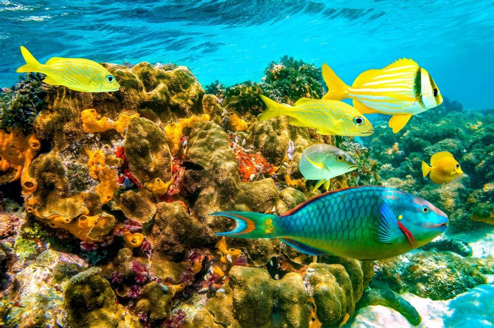 Una variedad de peces tropicales coloridos, incluyendo un gran pez loro, nadando sobre un vibrante arrecife de coral en aguas claras y turquesas.