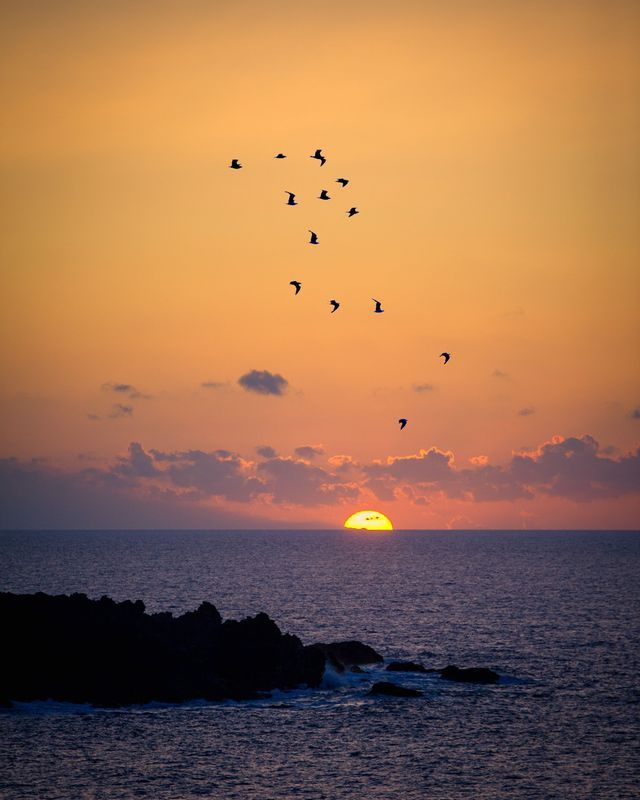 Uno stormo di uccelli si staglia contro un cielo arancione mentre il sole tramonta su un oceano calmo.