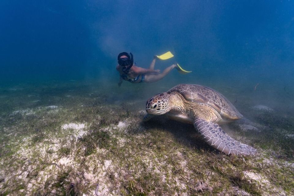 Una grande tartaruga marina riposa su un fondale erboso mentre uno snorkeler con pinne gialle nuota sullo sfondo.