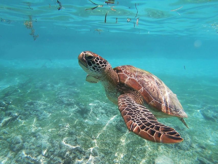 Une tortue de mer nage sous l'eau dans une eau turquoise claire, juste au-dessus des fonds marins sableux et rocheux.