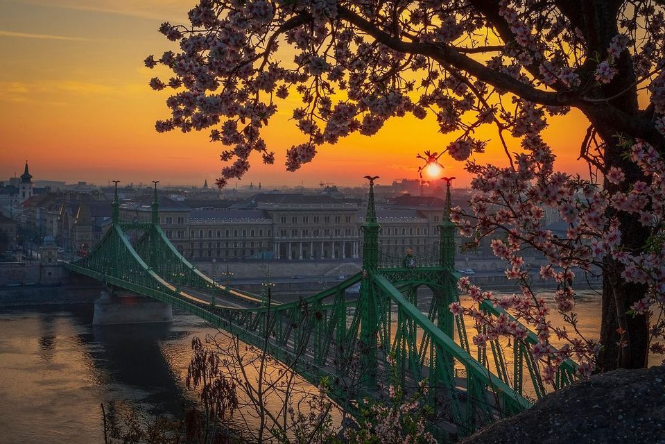 Un ponte verde attraversa un fiume in una città all'alba, incorniciato dai fiori rosa di un albero in primo piano.