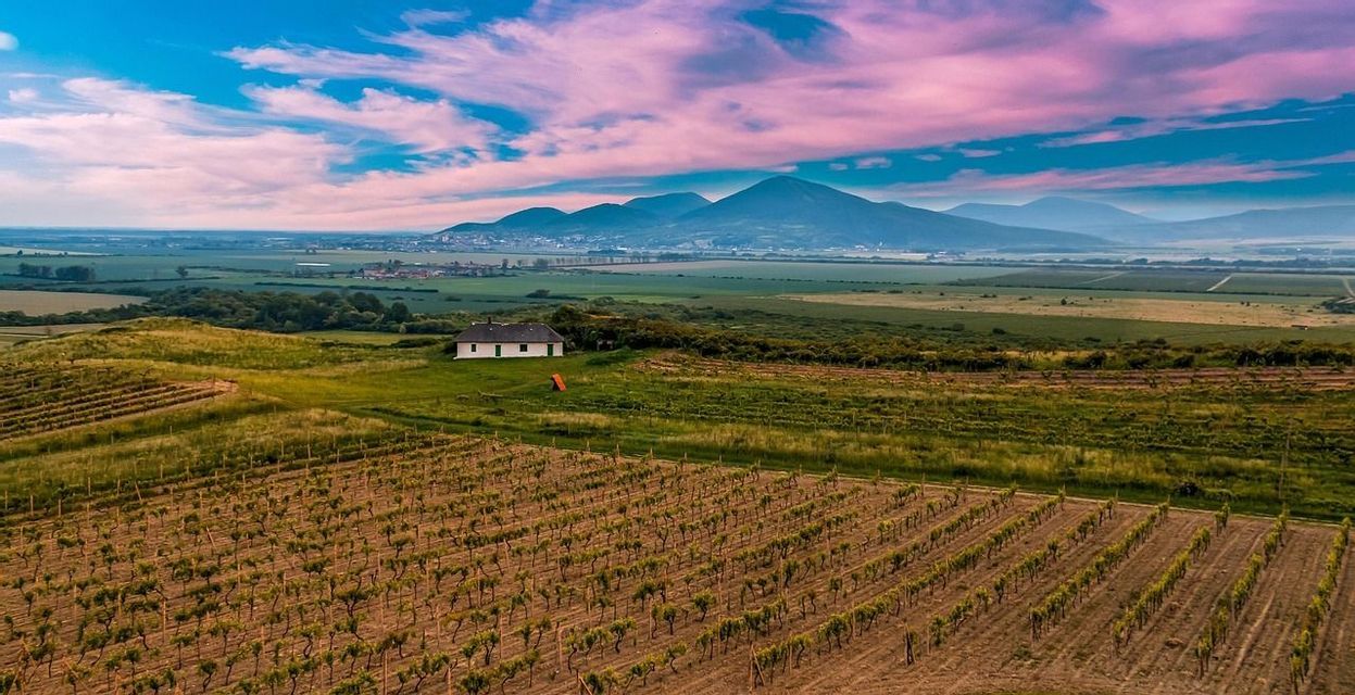 Una veduta aerea di un vigneto con una piccola casa bianca in una valle, con montagne sullo sfondo sotto un cielo rosa e azzurro.