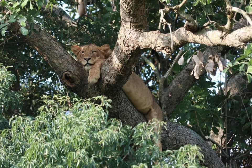 Eine Löwin ruht auf einem dicken Ast im Baum, den Kopf auf den Pfoten und den Körper über das Holz gelegt, umgeben von grünen Blättern.