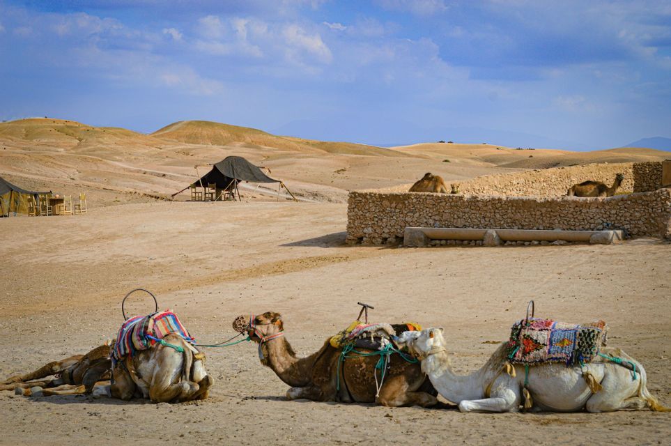 Several saddled camels rest on the sand at a desert camp with tents and hills under a blue sky.