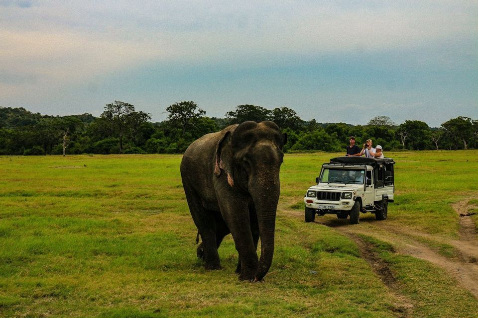 Un grande elefante cammina su una pianura erbosa mentre un gruppo WeRoad osserva da una jeep safari vicina.