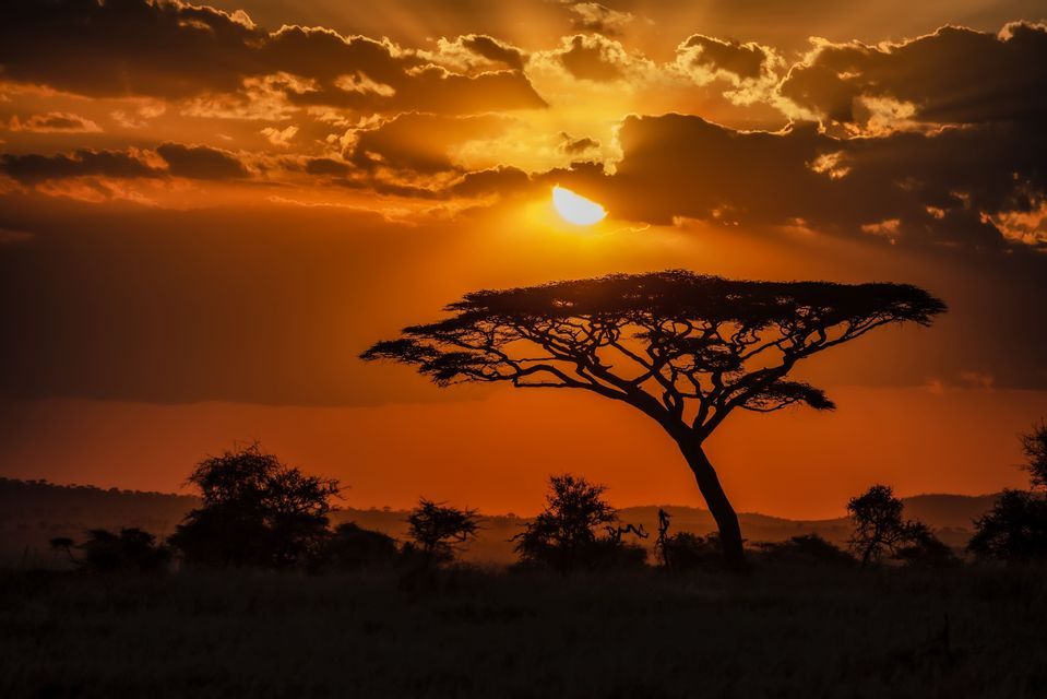 Un albero di acacia in silhouette si staglia contro un vibrante cielo arancione al tramonto, con i raggi del sole che filtrano tra le nuvole.