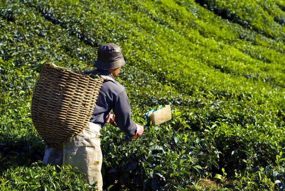 Una persona con un cappello raccoglie foglie di tè su una lussureggiante piantagione a terrazze, portando un grande cesto di vimini sulla schiena.