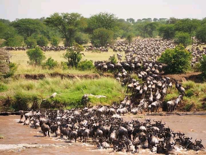 Una vasta mandria di gnu attraversa un fiume durante la migrazione, con una savana erbosa e alberi sullo sfondo.