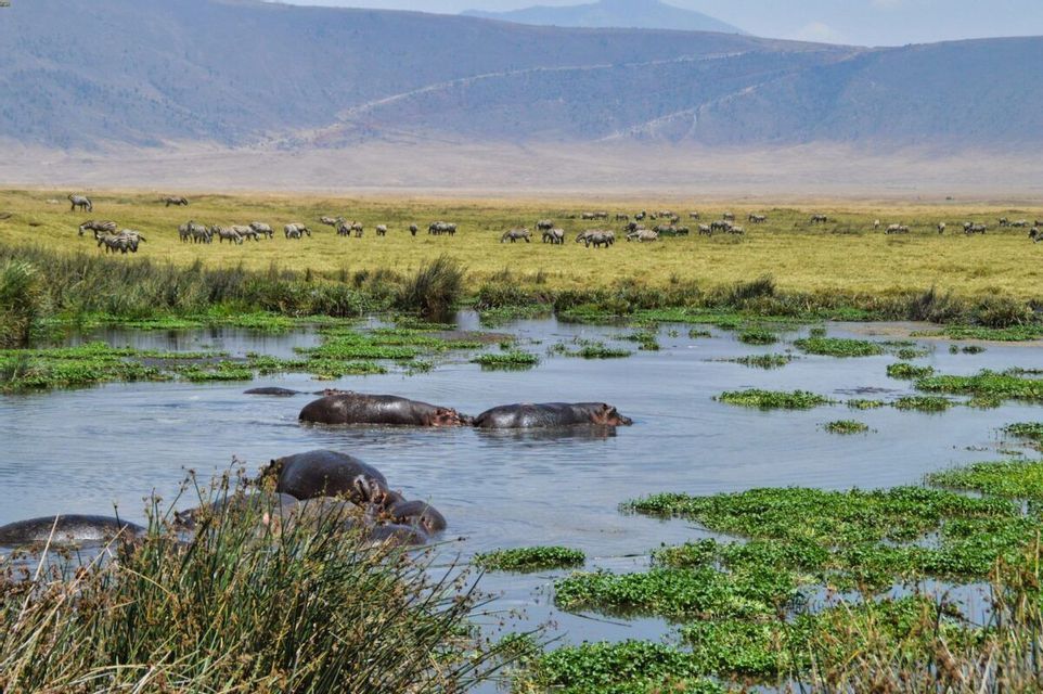 Un gruppo di ippopotami sommersi in uno stagno, con una grande mandria di zebre che pascola sulla pianura erbosa dietro di loro.