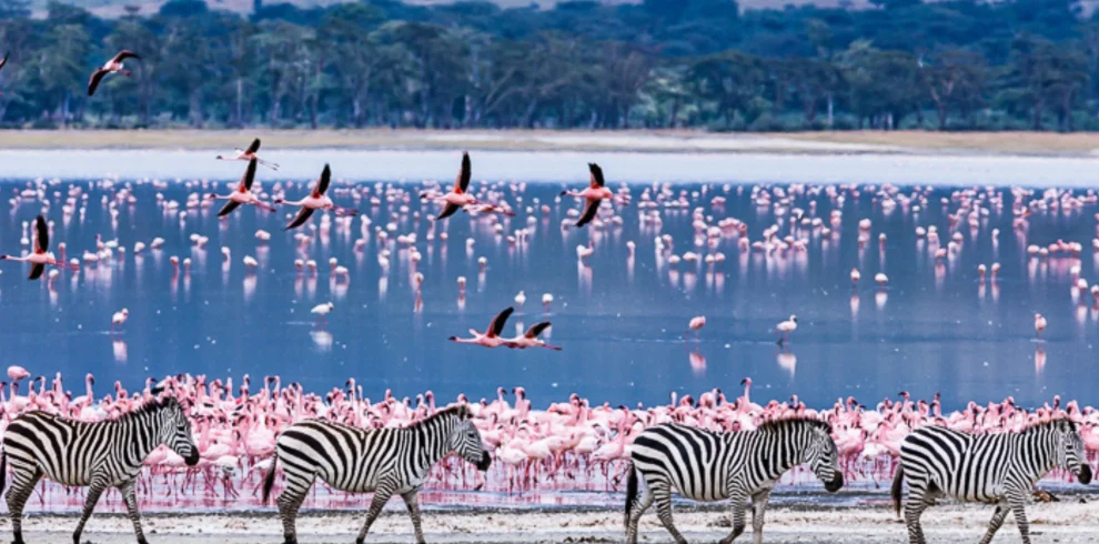 Quattro zebre camminano lungo la riva di un lago popolato da un grande stormo di fenicotteri rosa, alcuni dei quali in volo.