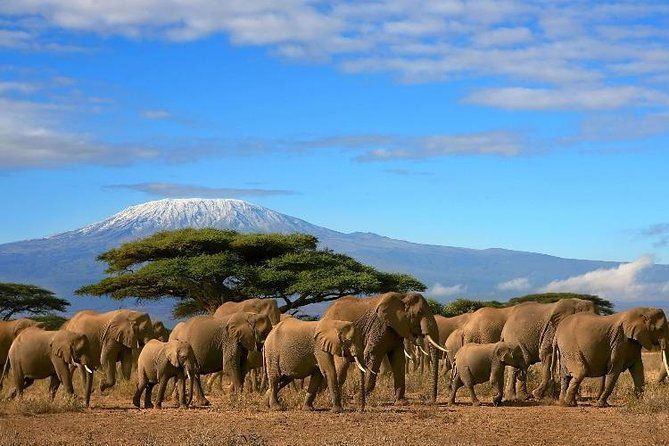 Una grande mandria di elefanti cammina attraverso una savana arida con alberi di acacia e una grande montagna innevata sullo sfondo.