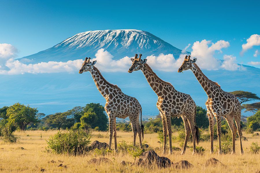 Tre giraffe sono in fila su una savana erbosa con una grande montagna innevata sullo sfondo.