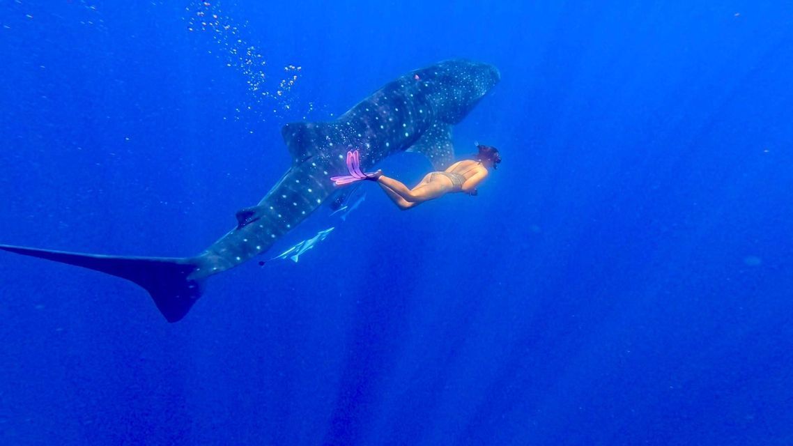 Una persona con pinne rosa fa snorkeling con un grande squalo balena nelle profonde acque blu dell'oceano.