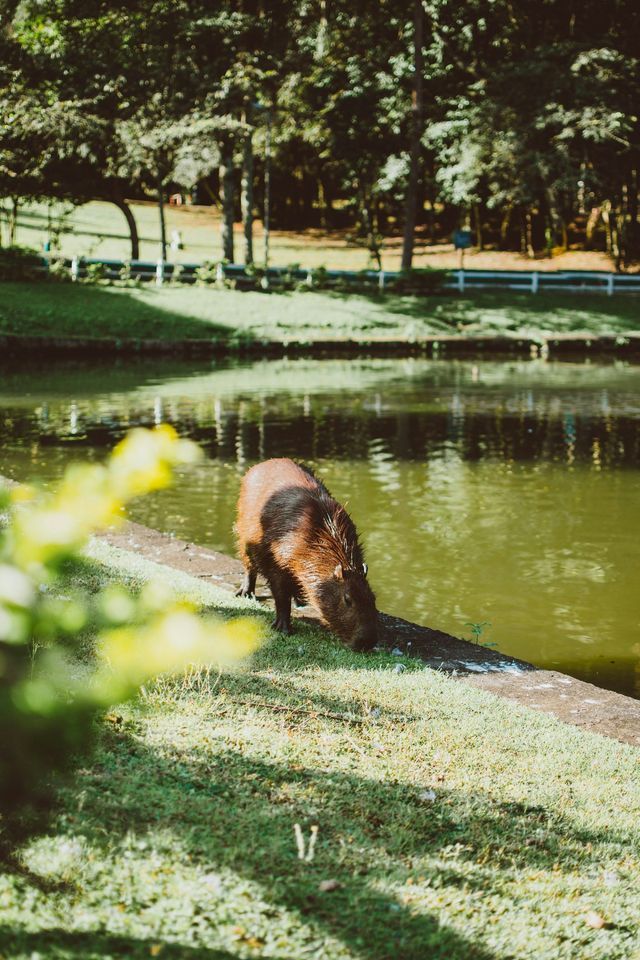 Un capibara marrone pascola lungo il bordo erboso di uno stagno, con una fila di alberi sullo sfondo in una giornata di sole.
