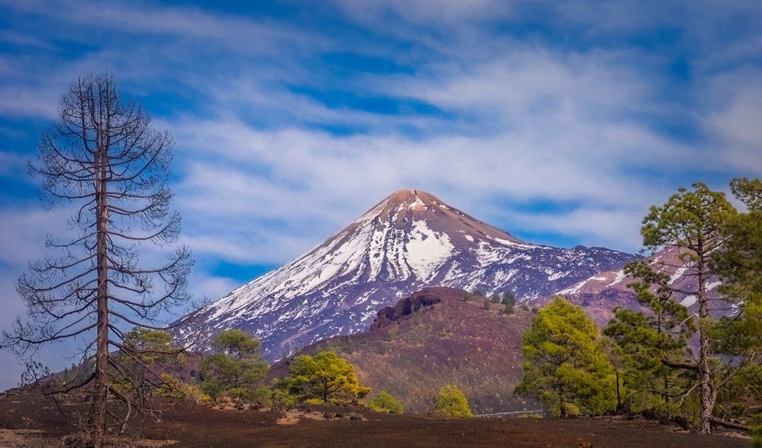 Una montagna vulcanica innevata si vede in lontananza dietro pini verdi e un albero spoglio sotto un cielo blu.