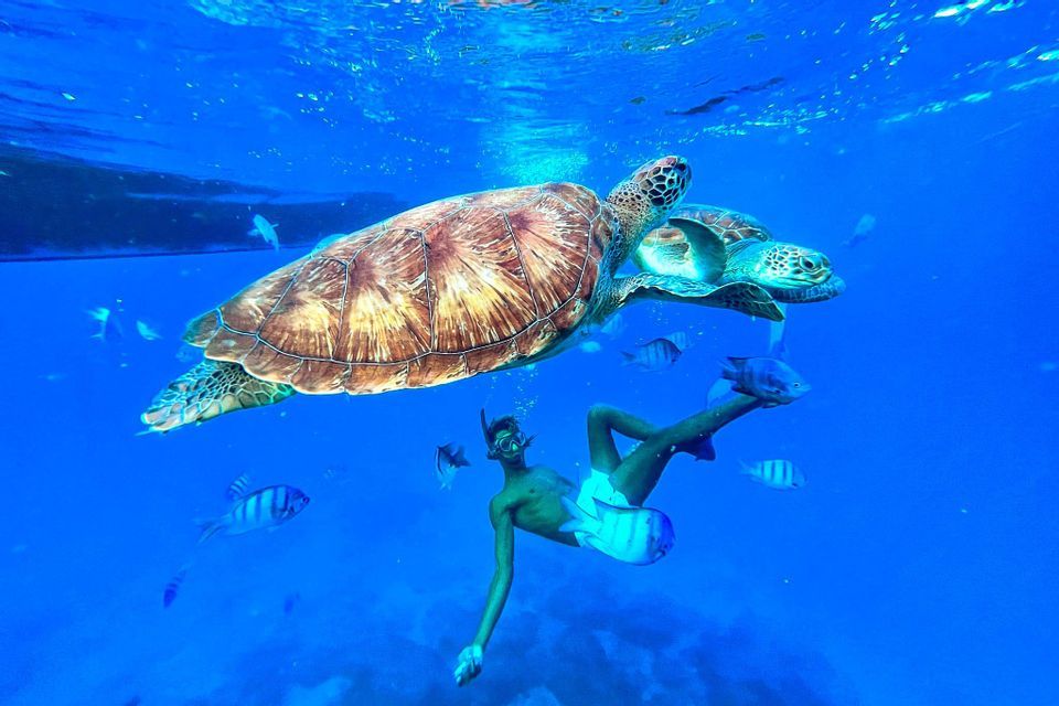 Ein Mann in Schnorchelausrüstung schwimmt unter Wasser unter einer großen Meeresschildkröte, umgeben von kleineren Fischen in klarem blauem Wasser.