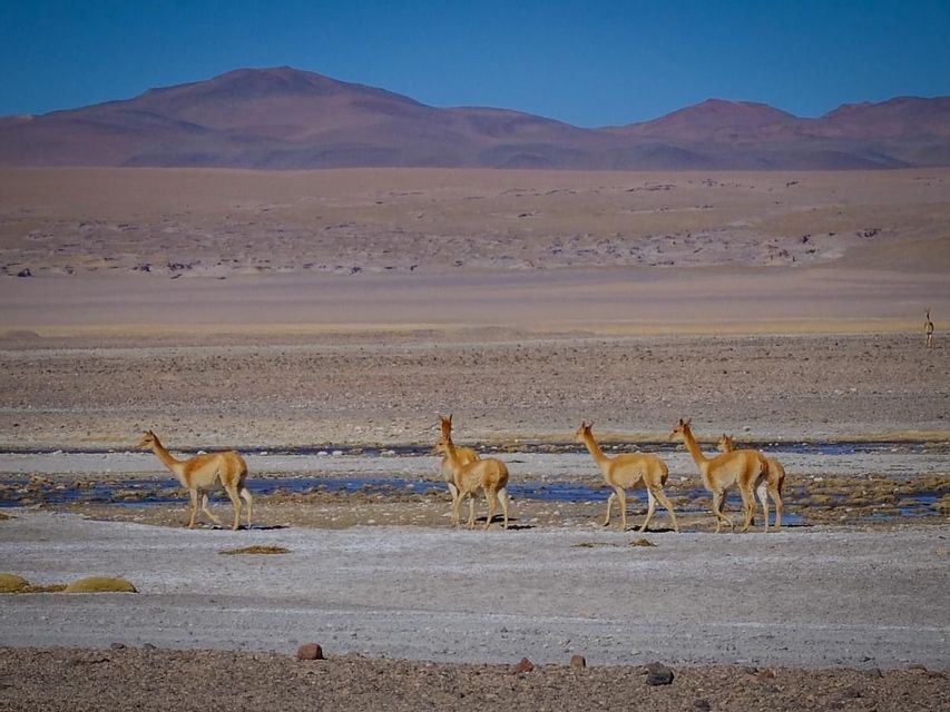 A herd of vicuñas walks in a line across a shallow stream in a vast desert with mountains in the background under a clear sky.