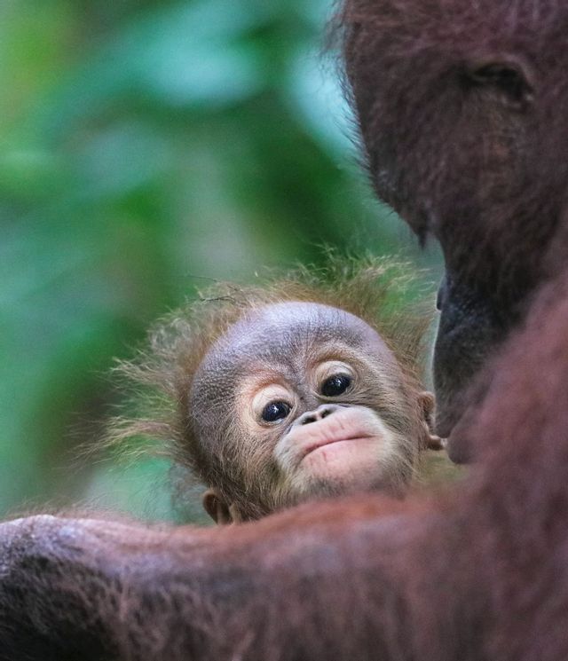 Gros plan sur un bébé orang-outan aux grands yeux, regardant par-dessus l'épaule de sa mère sur un fond vert flou.
