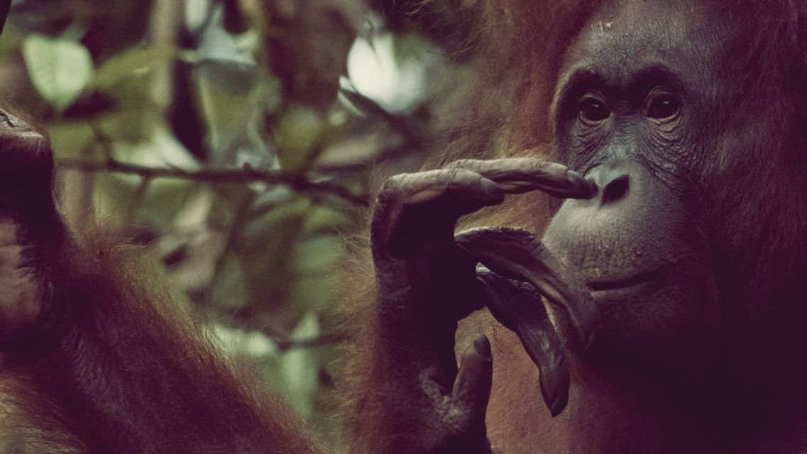 Gros plan sur un orang-outan qui se touche le nez avec le doigt, avec un arrière-plan forestier flou.