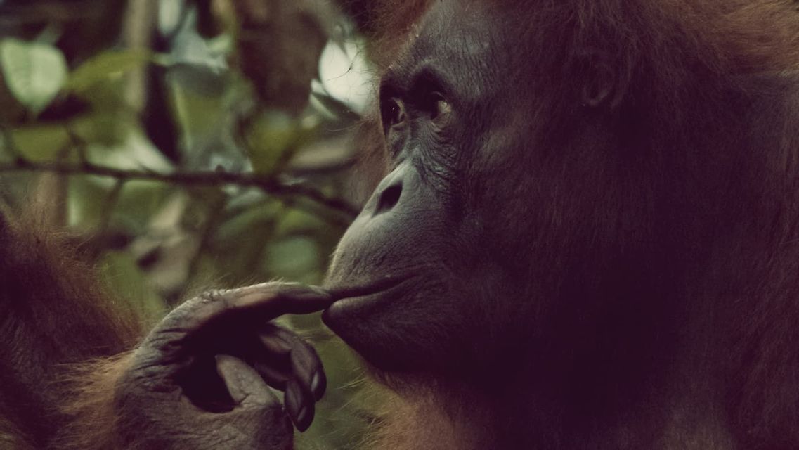 Un gros plan de profil d'un orang-outan posant son doigt sur ses lèvres, sur un fond vert flou.