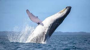 Una balena megattera salta fuori dall'oceano, creando un grande spruzzo d'acqua contro un cielo azzurro e limpido.