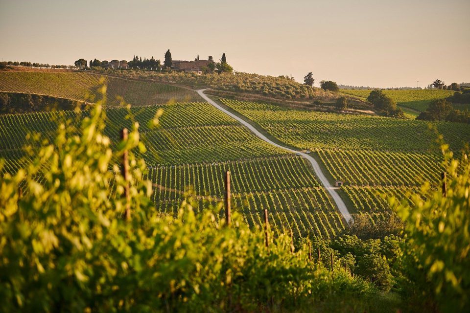 Una strada tortuosa attraversa dolci colline coperte da ordinate file di vigneti, con una villa all'orizzonte al tramonto.