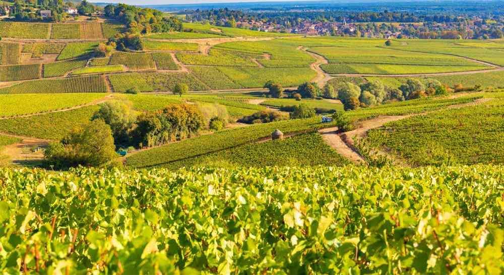 Un vasto paesaggio di dolci colline ricoperte da filari di vigneti verdi e rigogliosi e un piccolo borgo sullo sfondo.