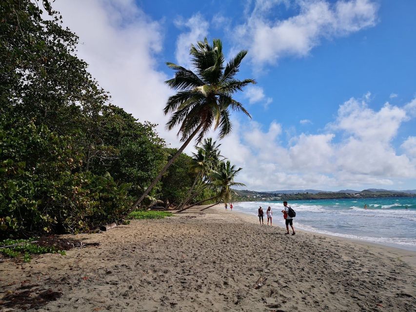 Un gruppo WeRoad cammina lungo una spiaggia sabbiosa, costeggiata da palme e vegetazione lussureggiante, sotto un cielo azzurro.