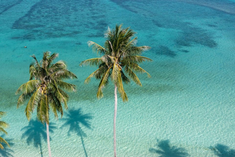 Panoramica aerea di due palme sul mare cristallino e turchese, con le ombre nell'acqua.
