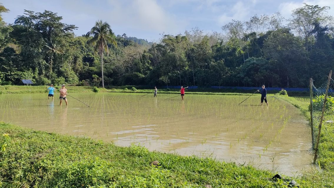 Un voyage de groupe WeRoad, montrant des personnes travaillant avec de longues perches dans une rizière inondée, entourée d'une jungle verdoyante.