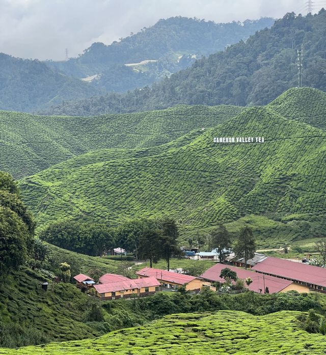 Les plantations de thé de Cameron Valley couvrent de vastes collines verdoyantes, avec un petit village et des bâtiments aux toits rouges au premier plan.