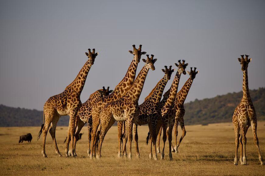 Una torre di giraffe si erge in una savana secca ed erbosa con un cielo fosco sullo sfondo.