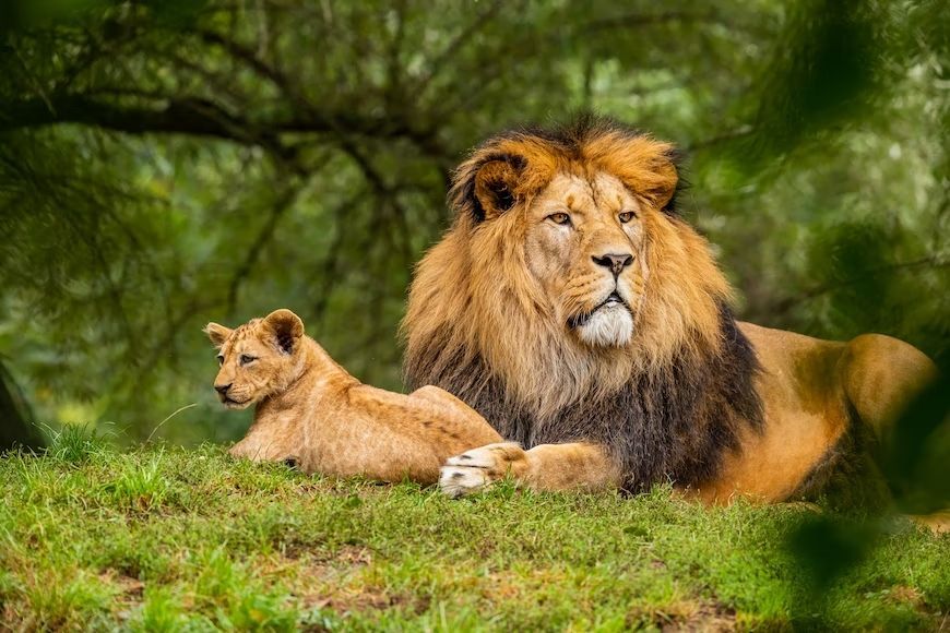 Un leone maschio adulto con una criniera folta riposa sull'erba accanto a un cucciolo di leone.