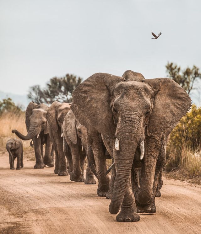 Una mandria di elefanti, incluso un elefantino, cammina in fila indiana lungo una strada sterrata nella savana.