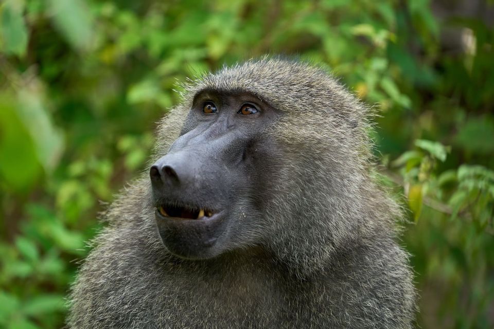Un primo piano di un babbuino con folta pelliccia grigia che guarda in alto, con la bocca leggermente aperta, su uno sfondo di fogliame verde.