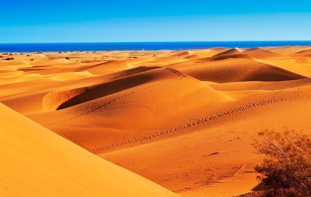 Vaste dune di sabbia dorata si estendono verso il mare blu sotto un cielo limpido, con un piccolo arbusto in primo piano.