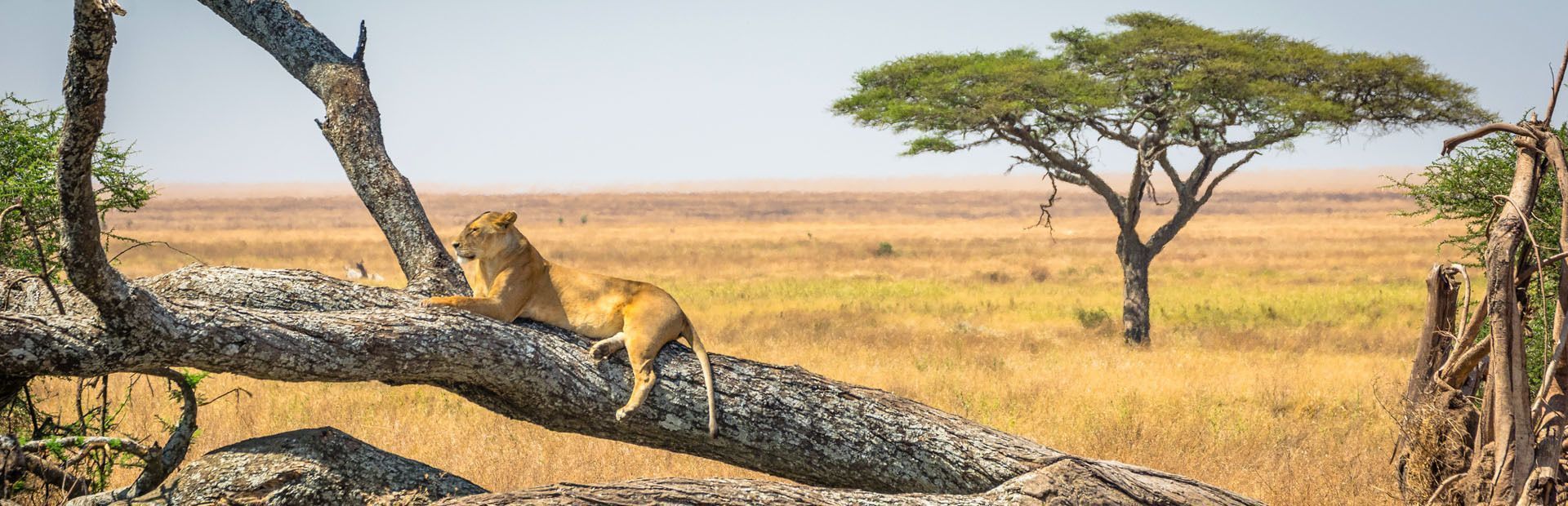 Una leonessa riposa su un grosso ramo d'albero caduto che si affaccia su una vasta savana arida con un albero di acacia in lontananza.