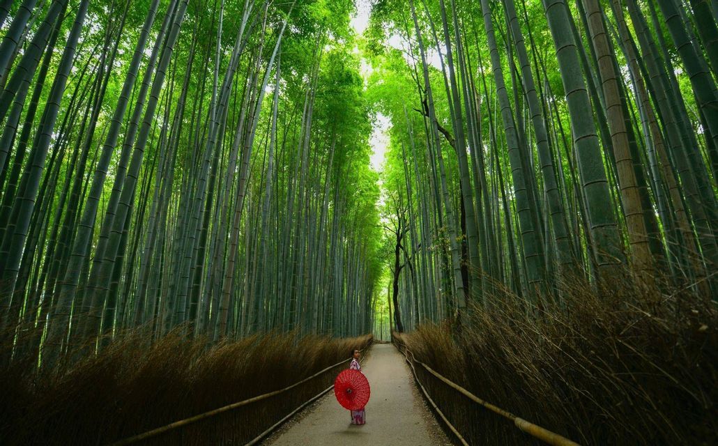 Una persona in kimono che tiene un ombrello rosso cammina su un sentiero che attraversa un'alta foresta di bambù verde.