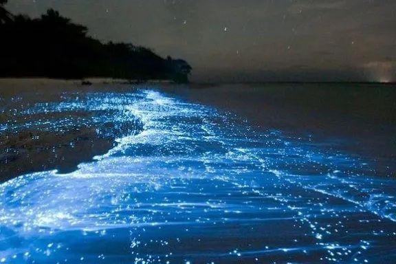 Il plancton bioluminescente brilla di un blu intenso tra le onde che si infrangono su una spiaggia sabbiosa di notte sotto un cielo stellato.