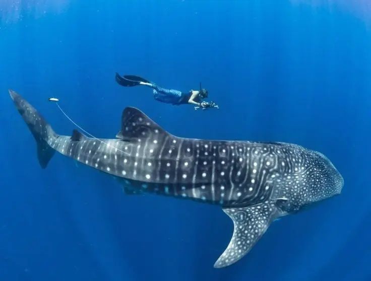 Un apneista con fotocamera e monopinna nuota sopra un grande squalo balena in acque blu profonde.