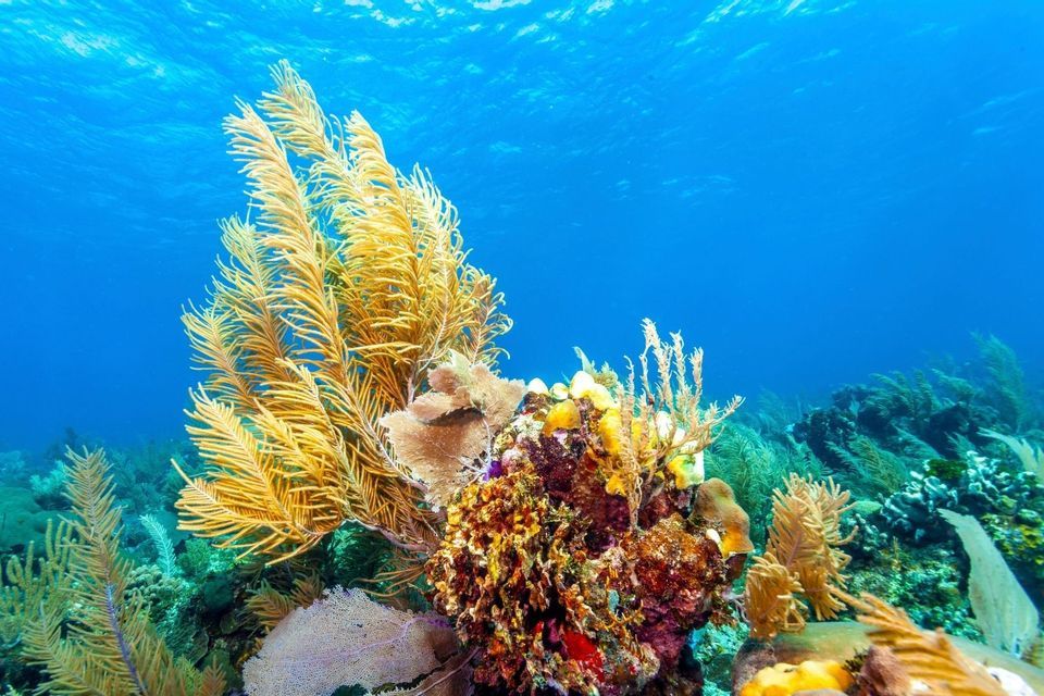 Eine Unterwasseraufnahme eines farbenprächtigen Korallenriffs mit markanten gelben Seefedern unter der sonnenbeschienenen Oberfläche des blauen Ozeans.