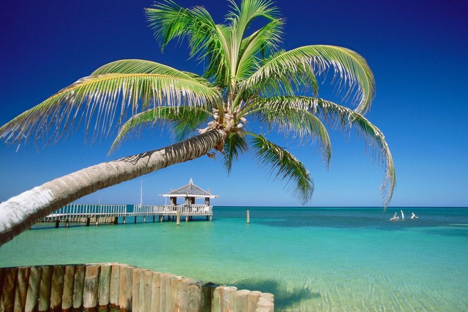 Eine geneigte Palme wölbt sich über klares türkisfarbenes Wasser, mit einem Holzsteg und einem Pavillon im Hintergrund unter einem tiefblauen Himmel.